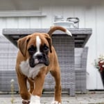 Boxer Puppy