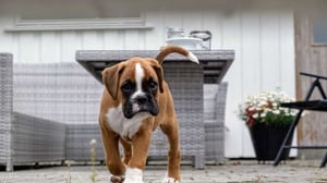 Boxer Puppy