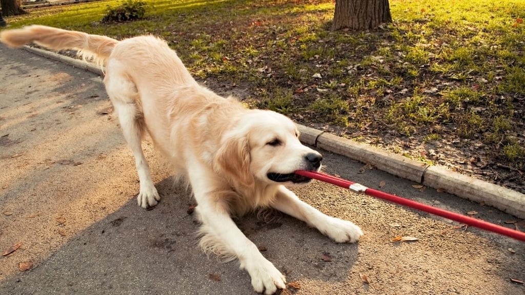 Why does my golden retriever hate other dogs