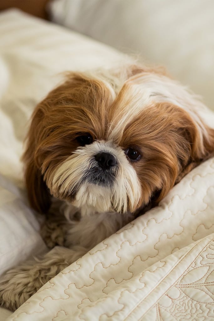 Shih Tzu in Bed