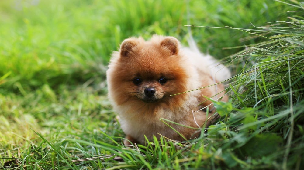 Cute Pomeranian Puppy At The Park