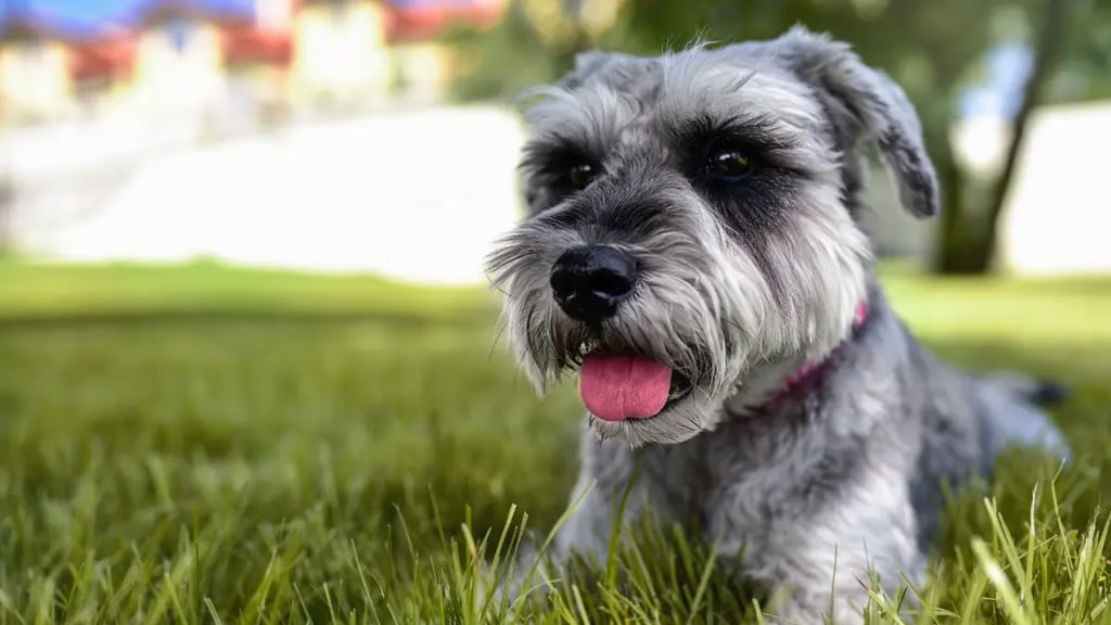 Miniature Schnauzer Personality and Temperament