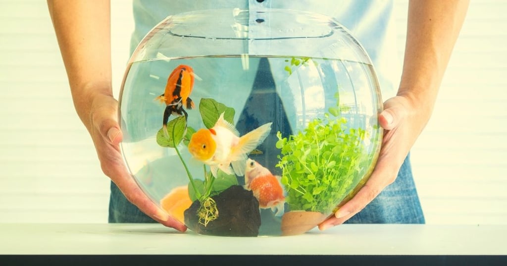 Make Your Own Aquarium Decorations and Save Money