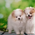 Fluffy Pomeranian Puppies