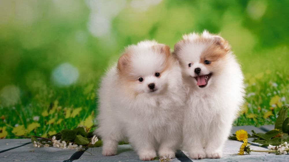 Fluffy Pomeranian Puppies