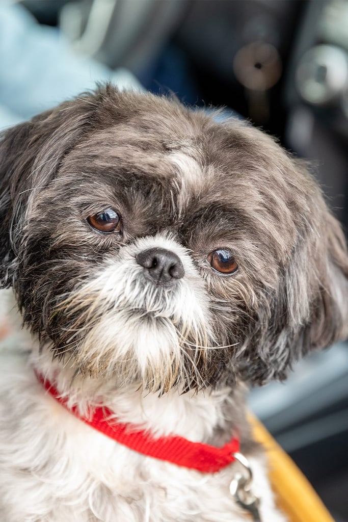 Shih Tzu Funny