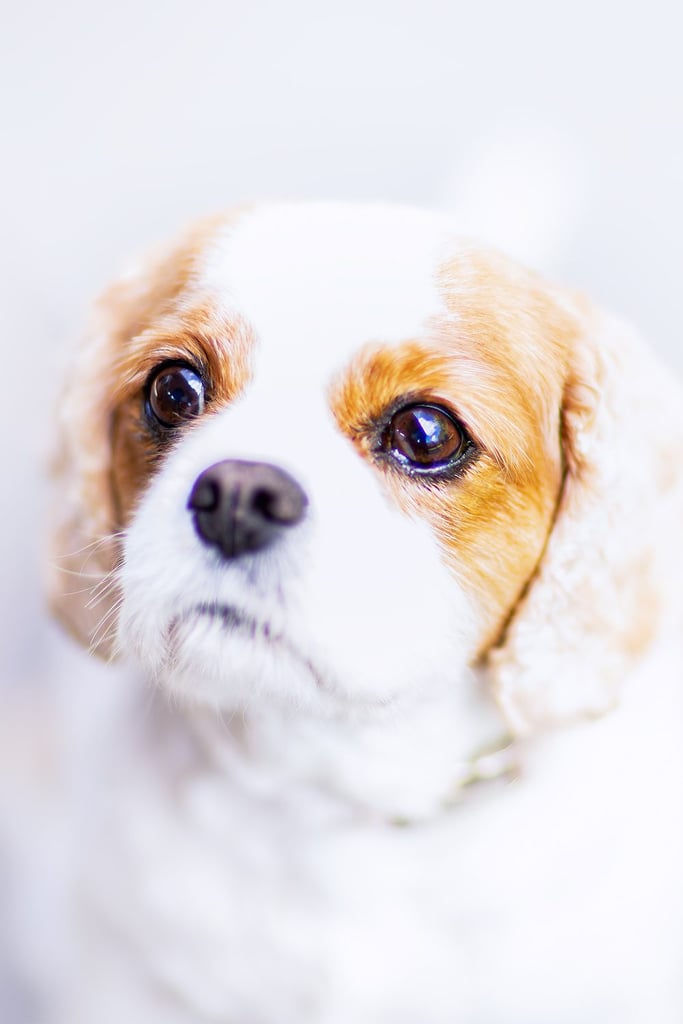 New Born Cavalier King Charles Spaniel