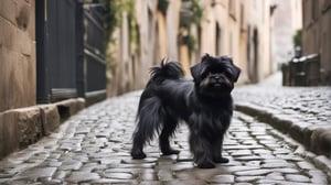 Affenpinscher Colors