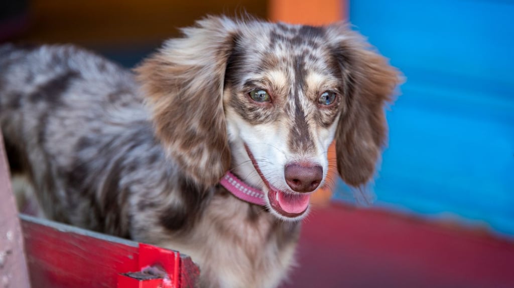 Dapple Dachshund Waiting for its Friend