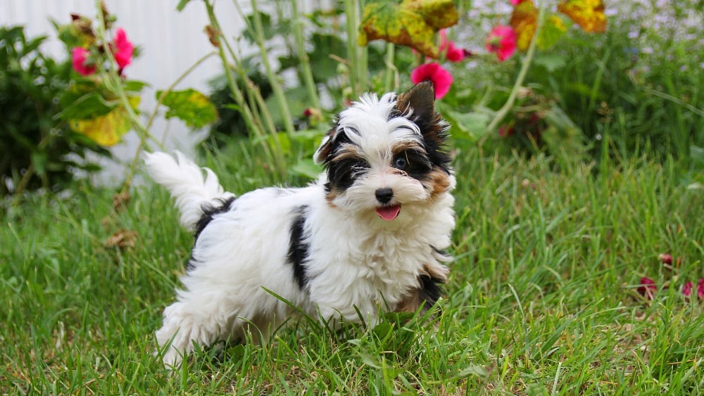 Happy Havanese Puppy Outside
