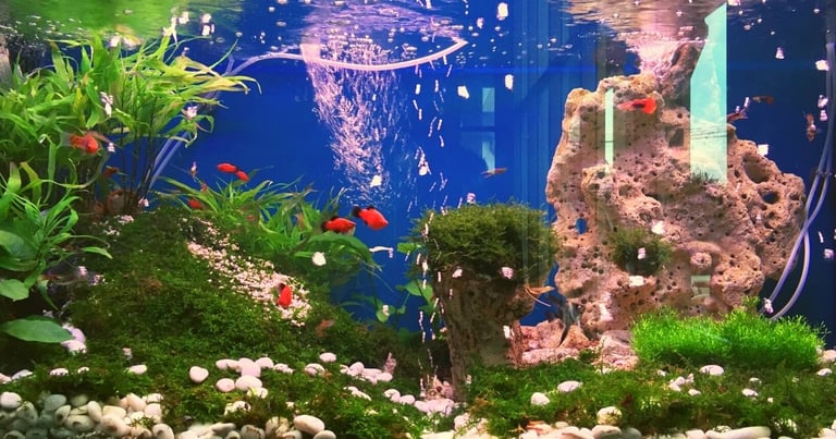 Aquarium Decorating Ideas
