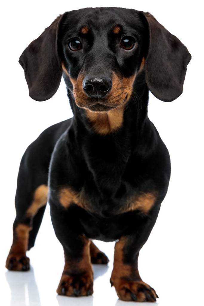 Black and tan Smooth Dachshund