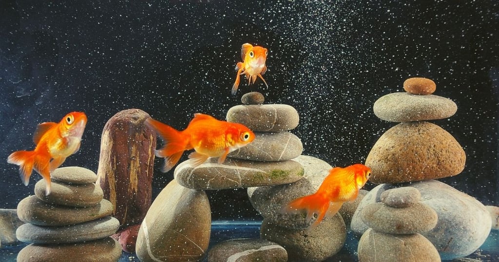 Tips for Decorating Your Tank