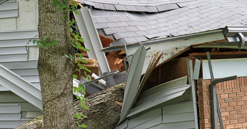 The worst trees to plant in your garden 