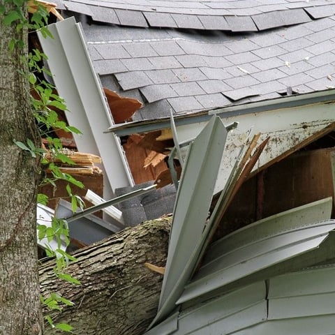 The worst trees to plant in your garden