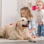 Golden Retrievers And Kids