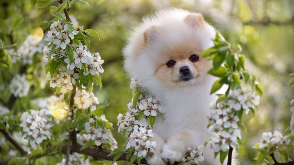 Cute Pomeranian Puppy Hiding in Flowers