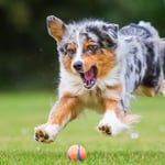 Australian Shepherd Puppies