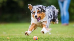 Australian Shepherd Puppies
