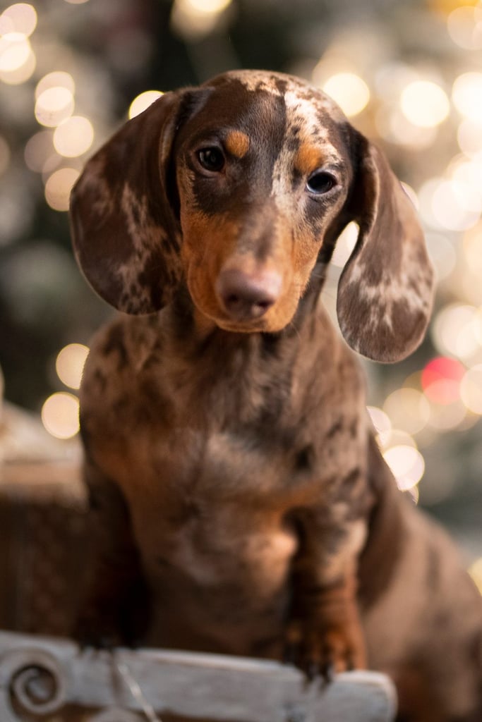 Dapple Dachshund Puppy