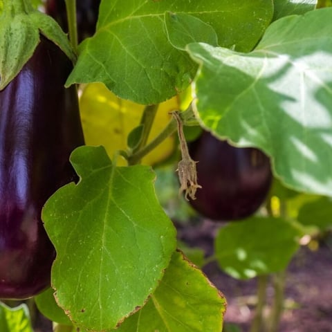 The Perfect Pair Companion Plants for Eggplant 1536×864 1