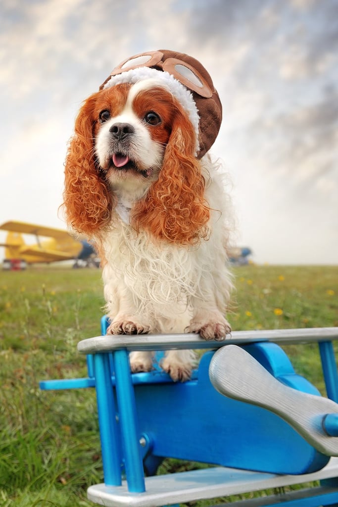 Cavalier King Charles Spaniel Blenheim