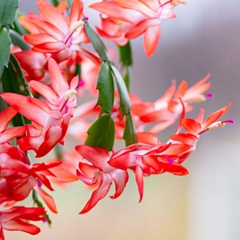 Troubleshooting your Christmas cactus woes