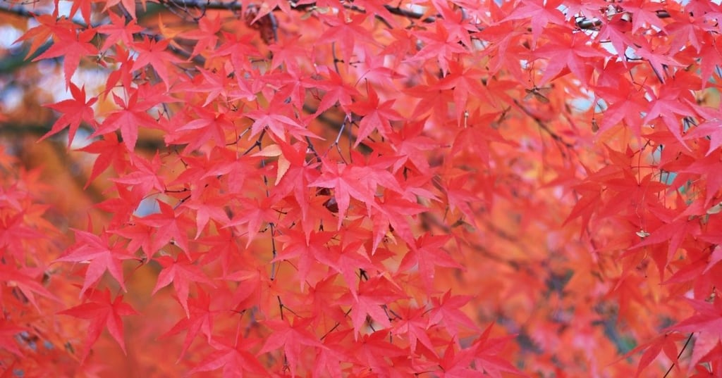 Who Knew Japanese Maples Could Get So Big