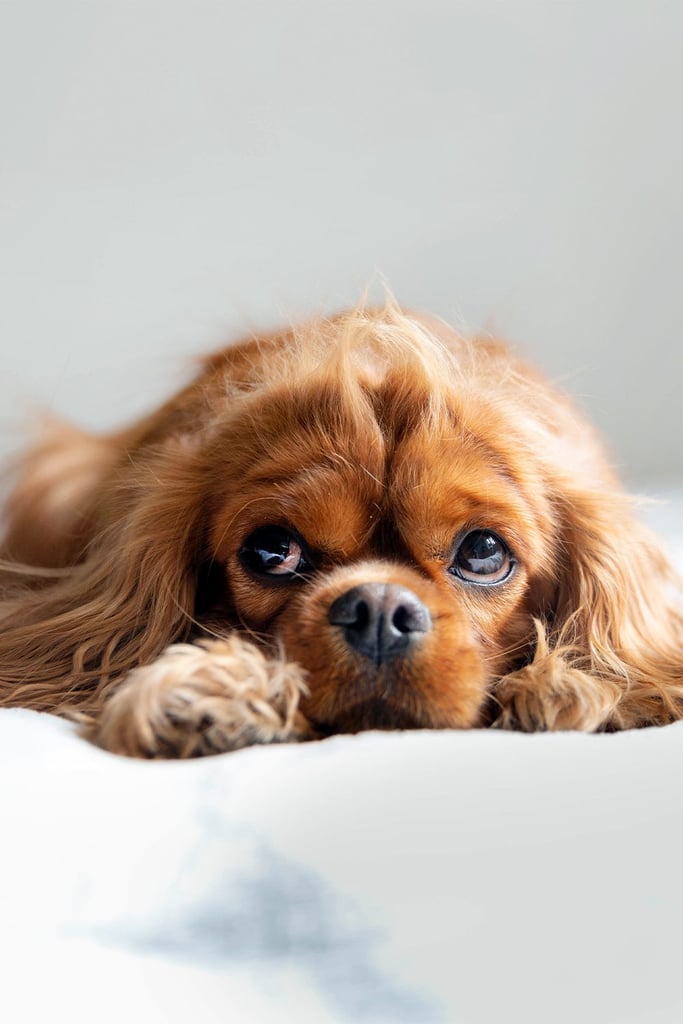 Ruby Cavalier King Charles Spaniel Puppy