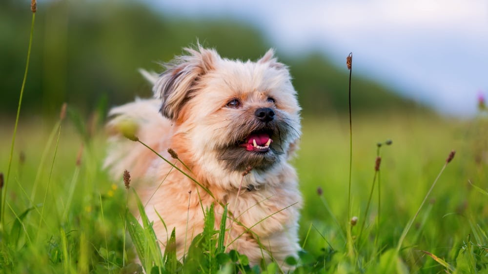 Happy Havanese Puppy in the Park