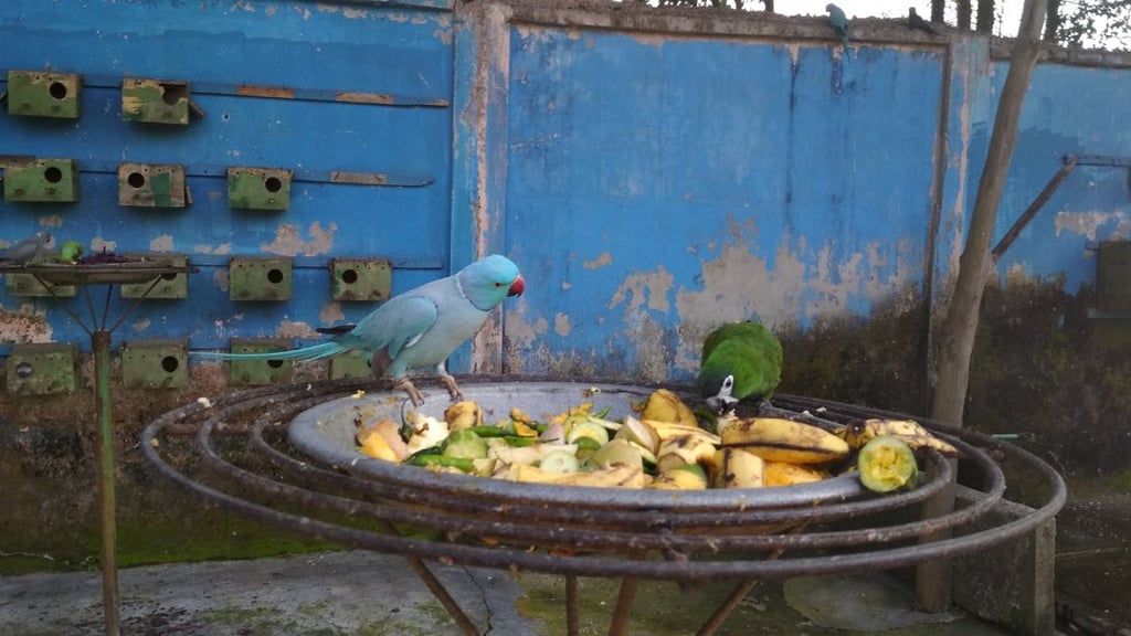 The Impact of Bird Competition