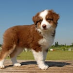 Australand_Shepherd_With_Docked_Tail