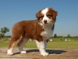 Australand_Shepherd_With_Docked_Tail