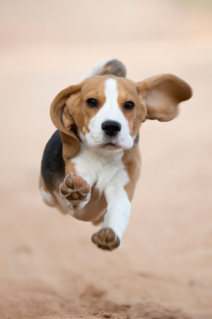 Beagle