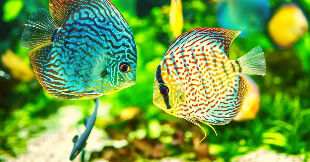 What decorations are safe for fish tanks 1