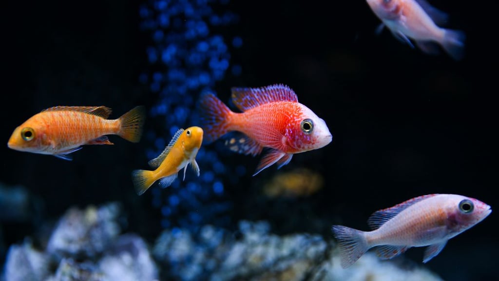 Designing Theme Tank Decor