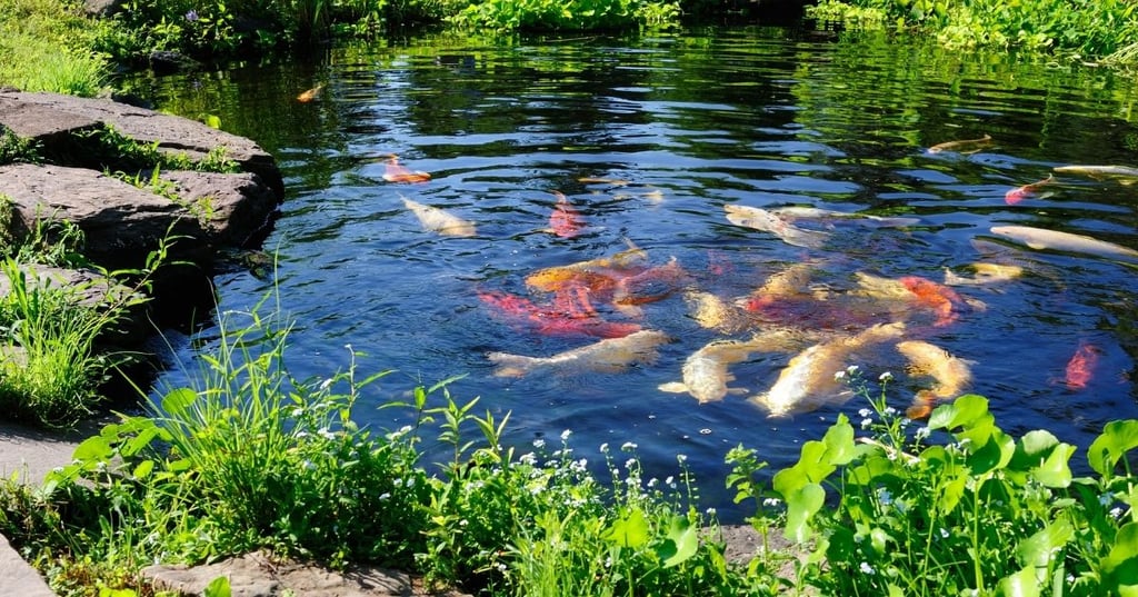 Add some rocks and gravel to the bottom of your pond