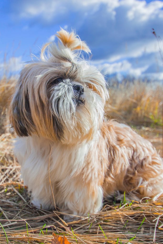 Cute Shih Tzu Dog