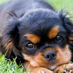 Cavalier King Charles Spaniel