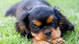 Cavalier King Charles Spaniel