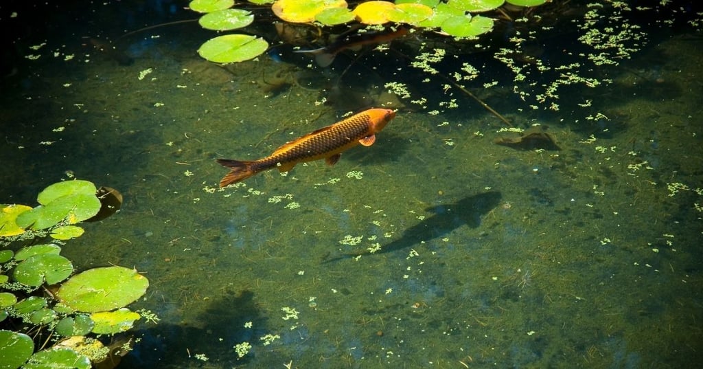 The Mental Health Benefits of Keeping Koi