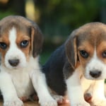 Beagle Puppy