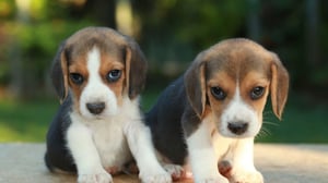 Beagle Puppy