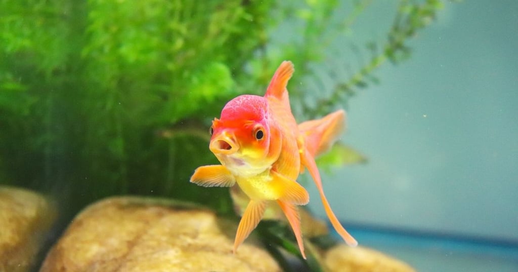 Choose the Right Fish and Plants for Your Fish Tank Wall