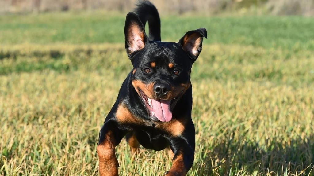 Are Rottweilers good for jogging