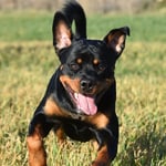 Are Rottweilers good for jogging