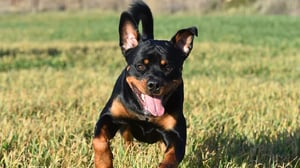 Are Rottweilers good for jogging