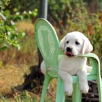 Funny Lab Relaxing