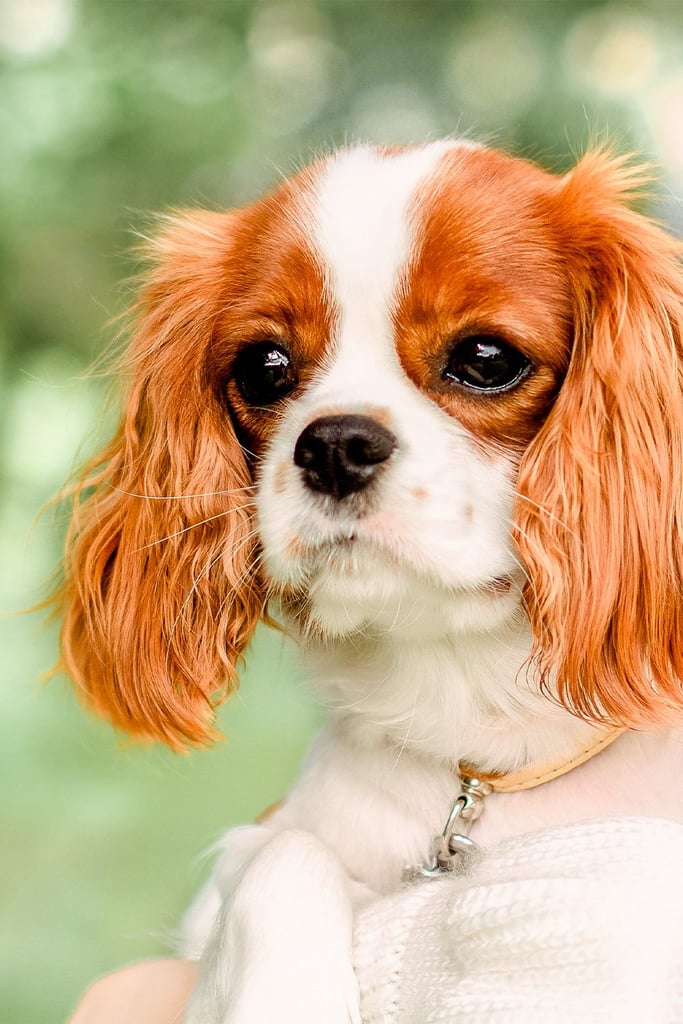 Ruby Cavalier King Charles Spaniel Puppies