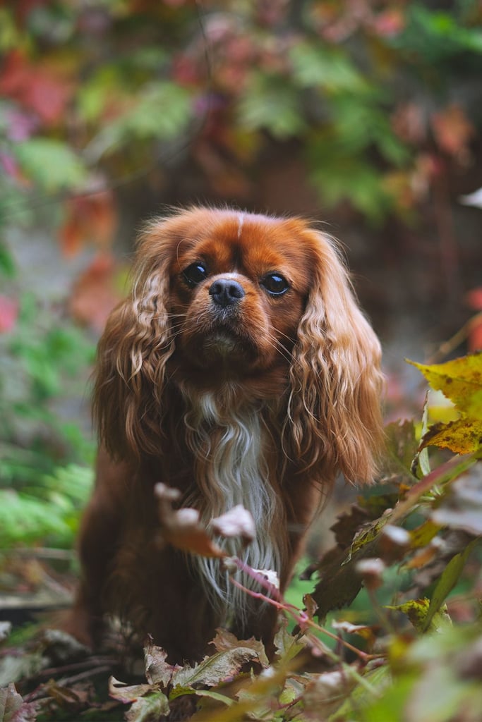 Cavalier King Charles Spaniel Dog